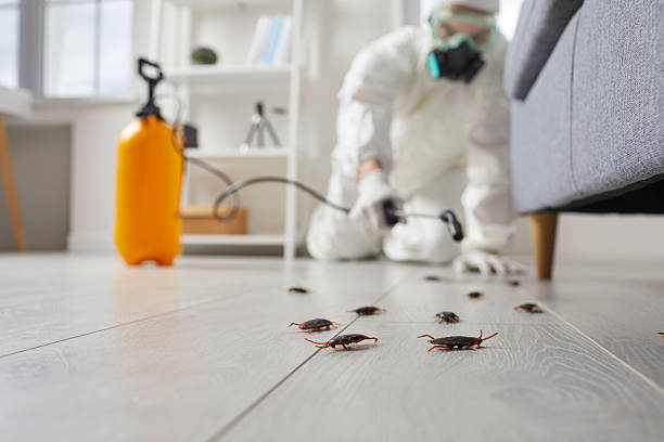 Affordable Termite Control solutions in Candor, NC